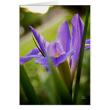 Iris [Greeting Card]