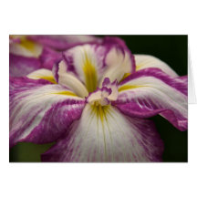 Iris Greeting Card