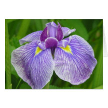 Iris Greeting Cards