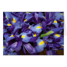 iris greeting cards