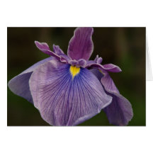 Iris Greeting Cards