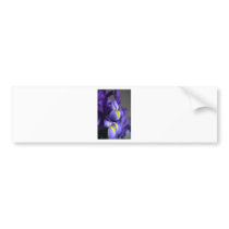 Iris II Bumper Stickers