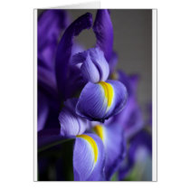 Iris II Cards