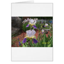 Iris in the day greeting cards