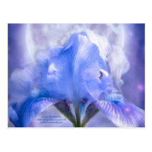 Iris In The Moonlite Art Postcard