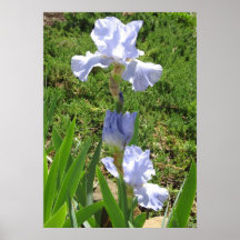 Iris in the Sun - Poster