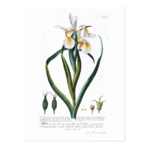 Iris orientalis postcard
