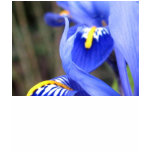 Iris Petals t-shirts
