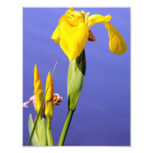 Iris Photograph