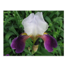 Iris Post Cards