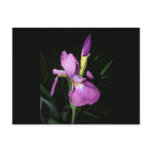  IRIS postcards