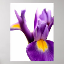 Iris Posters