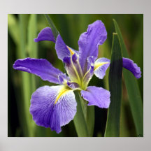 Iris Poster