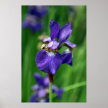 Iris Print