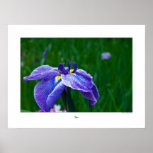Iris Poster