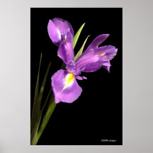 Iris Poster