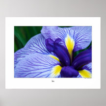 Iris Poster