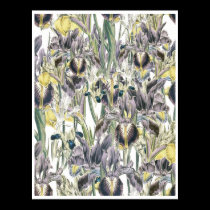 Iris poster by Whimzwhirled posters