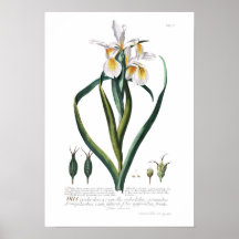 Iris Print