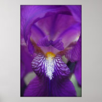Iris Print