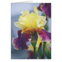 Iris, Summer, Greeting Cards