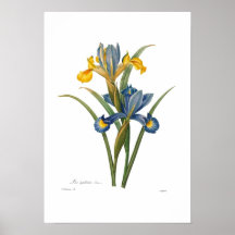 Iris xipheum poster