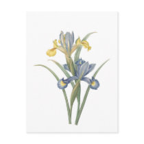 Iris Xiphium Post Cards