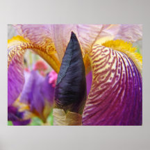 Irises art prints Dark Purple Lavender Iris Flower