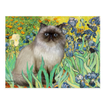 Irises - Himalayan cat 7 Post Cards