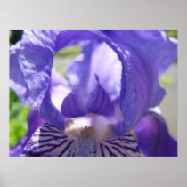 IRISES IRIS FLOWERS 17 Cards Art Gifts Mugs