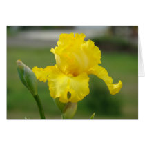 IRISES IRIS FLOWERS 2 Cards Art Gifts Bags