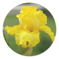 IRISES IRIS FLOWERS 2 Cards Art Gifts Bags