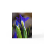 Irises Note Card