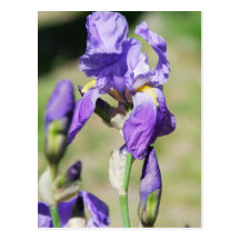 irises post card