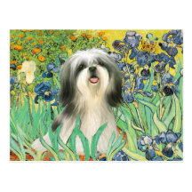 Irises - Shih Tzu (#3) Postcard