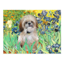 Irises - Shih Tzu (P) Postcard