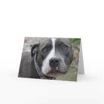 Irish Blue Staffordshire Terrier Dog Birthday Card