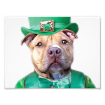 Irish Pitbull dog Shirt Photographic Print