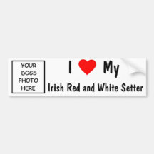 Irish Red and White Setter Bumper Sticker