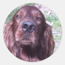 Irish Setter Round Stickers