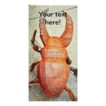 Iron bug photo cards