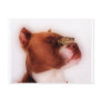 Is that a frog on my nose? postcards