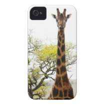 Is that a Giraffe in your pocket, or... for iPhone Case-mate Iphone 4 Case