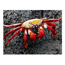 Isla Seymour, Galapagos, Red crab Post Card