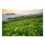 Islet and Vineyards Photo Art