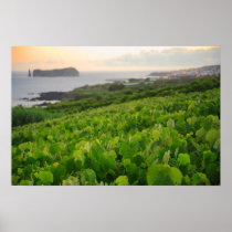 Islet and Vineyards Print
