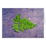 Isolated fresh fern leaf card