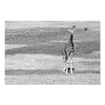 Isolated Giraffe Print Photo Print