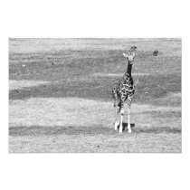 Isolated Giraffe Print
