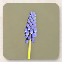 Isolated Purple Grape Hyacinth Beverage Coasters